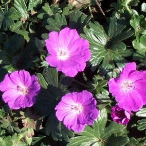 Geranium Max Frei