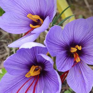 Crocus Sativus Sativus