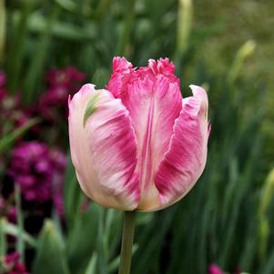 Tulip Parrot Pink Vision