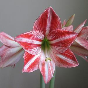 Hippeastrum Holland - Diamond Type Fairytale