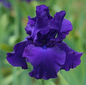 Iris Germanica Dark Blue