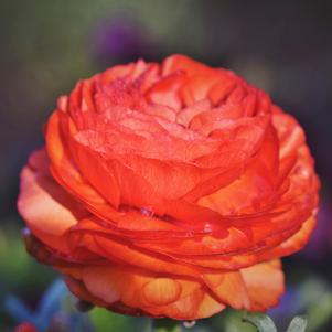 Ranunculus Tecolote Flamenco