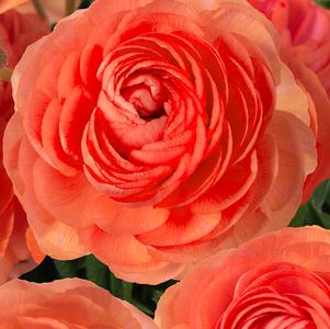 Ranunculus Romance Paradou