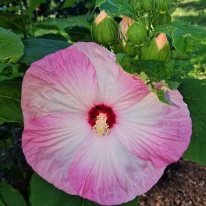 Hardy Hibiscus Luna Pink Swirl