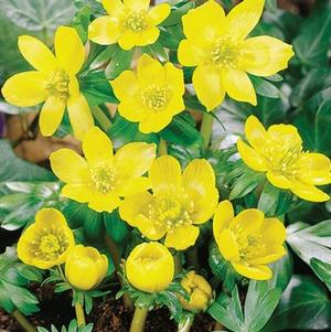 Eranthis Hyemalis