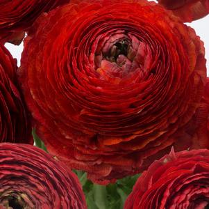 Ranunculus Romance Get Lucky