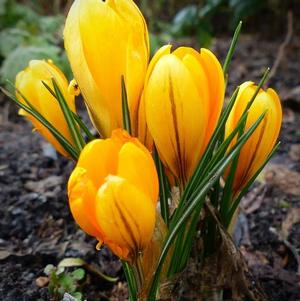 Crocus Vernus Mammoth Yellow