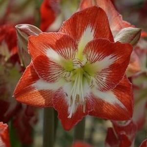 Hippeastrum Southern Hemisphere Minerva