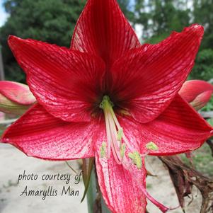 Hippeastrum Southern Hemisphere Revelation