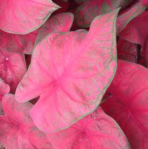 Caladium Fancy Leaf Brandywine