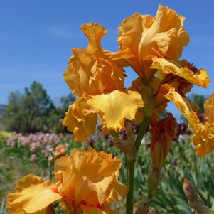 Iris Germanica Orange