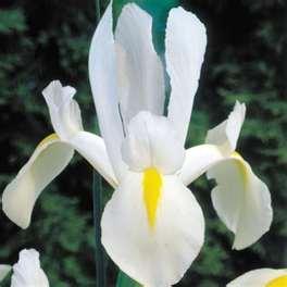 Iris Dutch White Excelsior