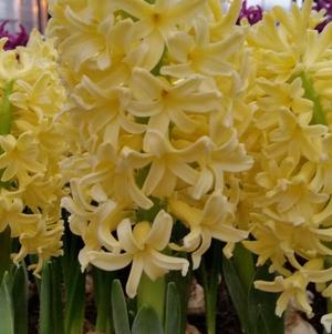 Hyacinth Yellow Queen