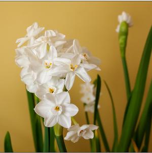 Narcissi Galilee