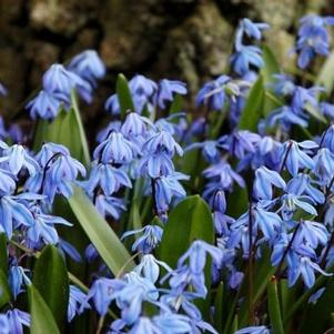 Scilla Siberica