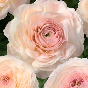 Ranunculus Romance Maritime