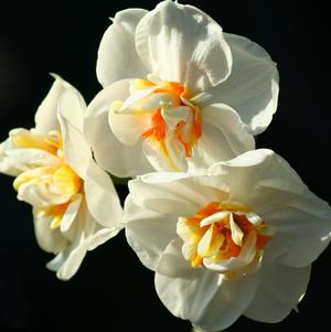 Daffodil Double Flower Drift