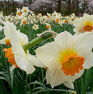 Daffodil Large Cupped Sempre Avanti