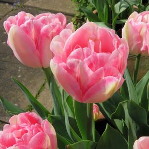 Tulip Double Early Foxtrot