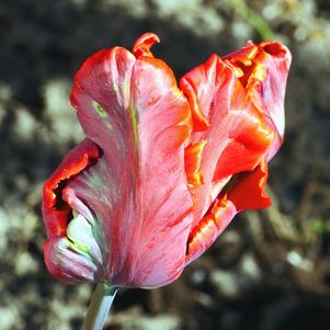 Tulip Parrot Avignon Parrot