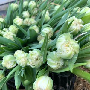 Tulip Fringed Snow Crystal (double)