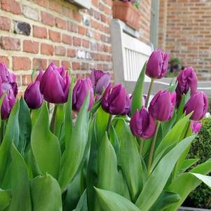 Tulip Single Early Purple Prince