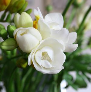 Freesia Double White