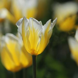 Tulip Fosteriana Sweetheart