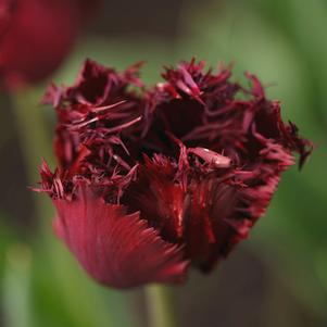 Tulip Fringed Labrador