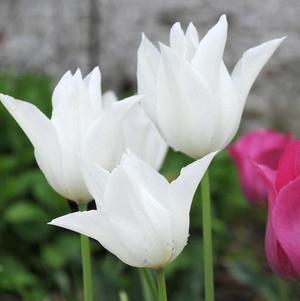 Tulip Lily Flowering White Triumphator