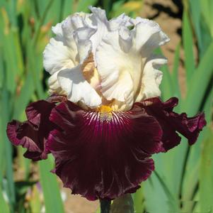 Iris Germanica Red