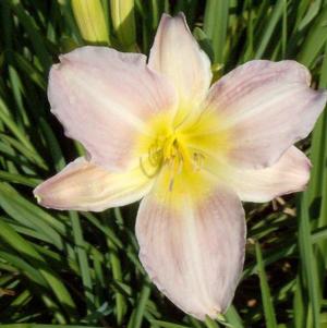 Hemerocallis Catherine Woodbury