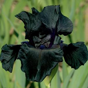 Iris Germanica Black