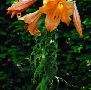 Lilies Asiatic Trumpet African Queen