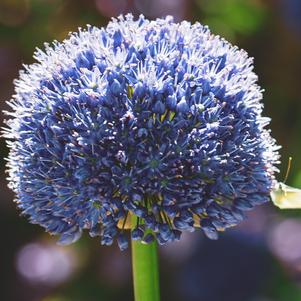 Allium Azureum