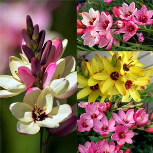 Ixia Mixed Hybrids 