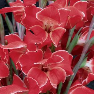 Gladiolus Tiny Tots Atom