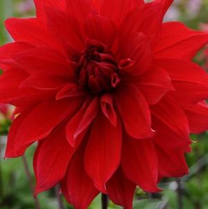 Dahlia True Dinnerplate Babylon Red