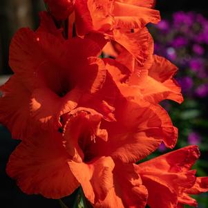 Gladiolus Manhattan