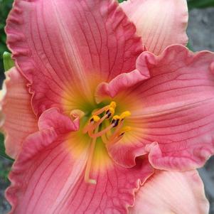 Hemerocallis Purple Flight