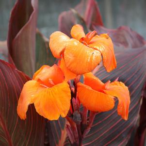 Canna Durban