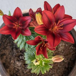 Lilies Asiatic Tiny Comfort