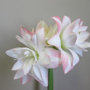 Hippeastrum Southern Hemisphere Blossom Peacock