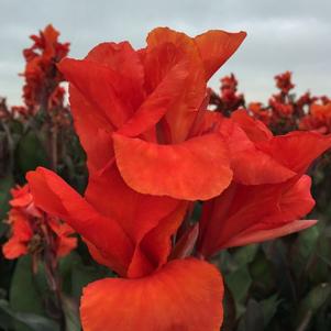 Canna Red King Humbert