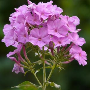 Phlox Paniculata Pinky Hill