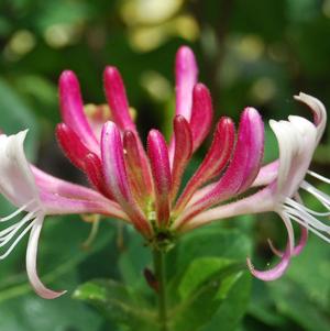 Lonicera Pericylmenum Serotina