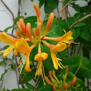 Lonicera Macgregorii Mandarin