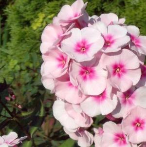 Phlox Paniculata Bright Eyes