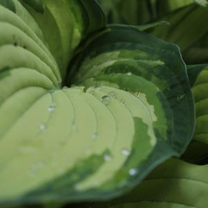 Hosta Colored Hulk