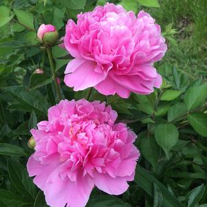 Peony lactiflora Barbara